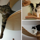 Image for article titled This wall furniture is the coolest thing your cat will see all day